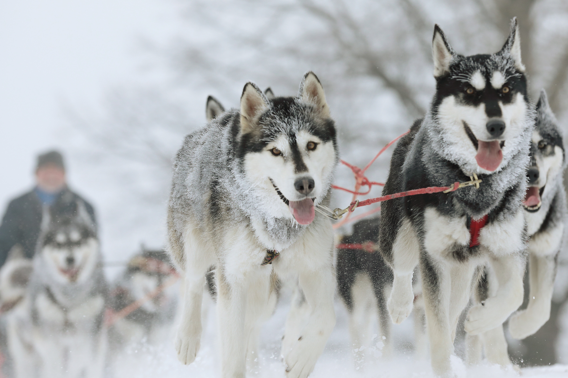 Sled dogs pulling together