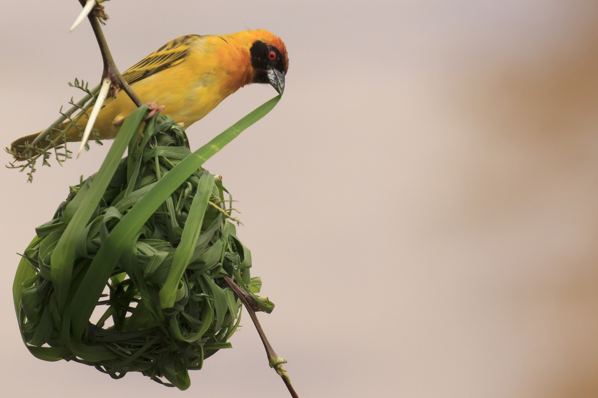 Vitelline Masked Weaver bird nest